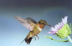 Hummingbird Garden