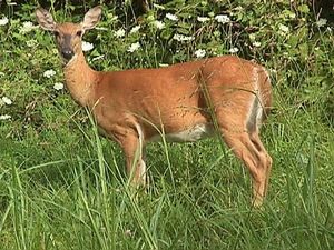 Deer Resistant Plants