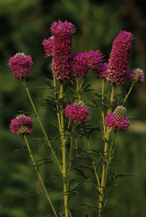 Dalea purpurea (Purple Prairie Clover)