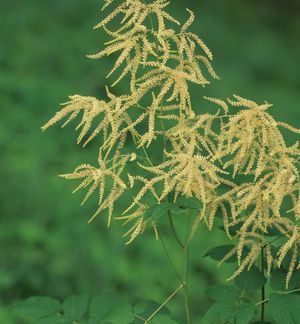 Aruncus dioicus (Goat's Beard)