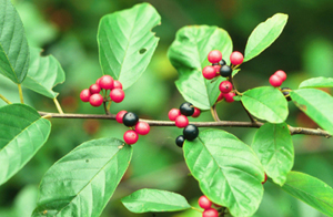 Rhamnus caroliniana (Indian Cherry; Carolina Buckthorn)