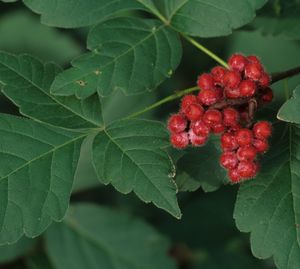 Rhus aromatica (Fragrant Sumac)