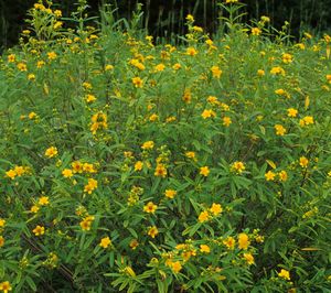 Hypericum prolificum (Shrubby St. John's Wort)