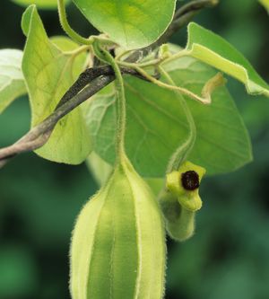 Aristolochia tomentosa (Dutchman's Pipe-vine)