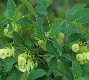 Ptelea trifoliata (Hop Tree)