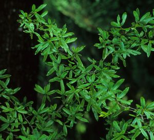 Quercus phellos (Willow Oak)