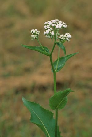 Parthenium integrifolium (Wild Quinine)