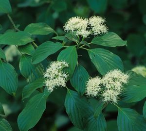 Cornus alternifolia (Pagoda Dogwood)