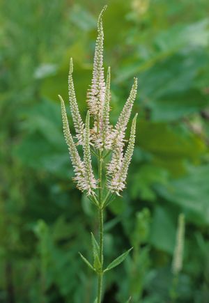 Veronicastrum virginicum (Culver's Root)