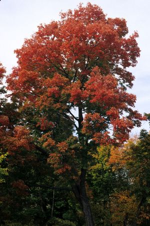 Acer saccharum (Sugar Maple)