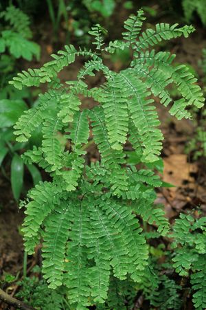 Adiantum pedatum (Maidenhair Fern)