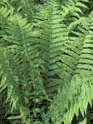 Diplazium pyncocarpum (Narrow-leaved Glade Fern)