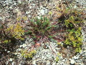 Paronychia virginica (Virginia Whitlow Wort)