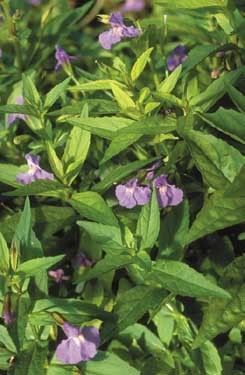 Mimulus ringens (Monkey Flower)