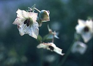 Mirabilis albida (White Four O'Clock)