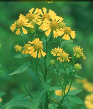 Helenium autumnale (Sneezeweed)