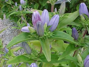 Gentiana andrewsii (Bottle Gentian)