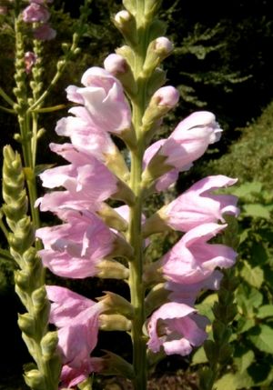 Physostegia virginiana (Obedient Plant)