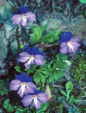 Viola pedata (Bird's Foot Violet)