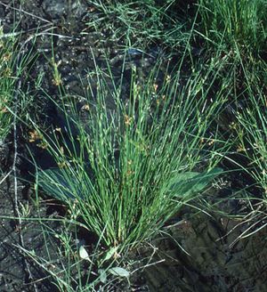 Juncus tenuis (Path Rush)