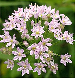 Allium canadense (Wild Garlic)