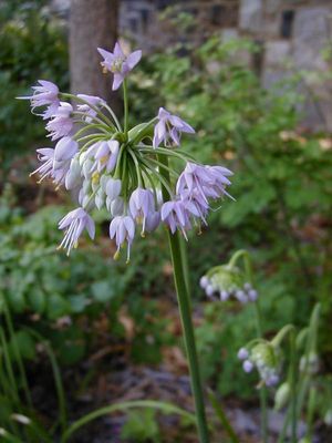 Allium cernuum (Nodding Onion)