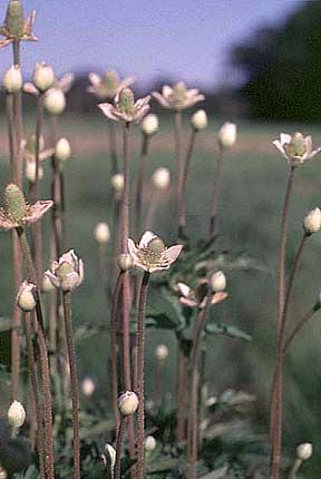 Anemone virginiana (Candle Anemone)