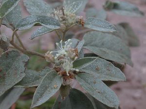 Croton capitatus (Hogwort)