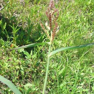 Echinochloa crusgalli (Barnyard Millet)