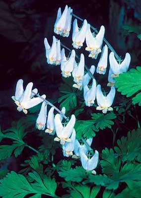 Dicentra cucullaria (Dutchman's Breeches)