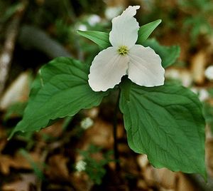 Trillium grandiflora (Grand Flower Trillium)