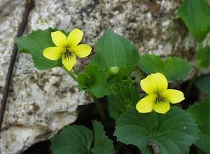 Viola pubescens (Yellow Violet)