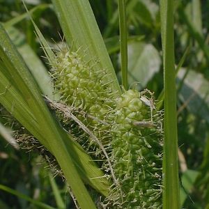 Carex frankii (Frank's Sedge)