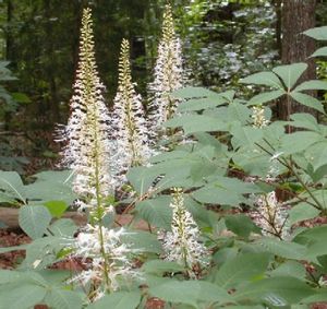 Aesculus parviflora (Bottlebrush Buckeye)