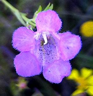 Agalalinis tenuifolia (Slender False Foxglove)