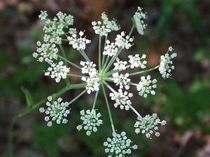 Angelica venenosa (Wood Angelica)