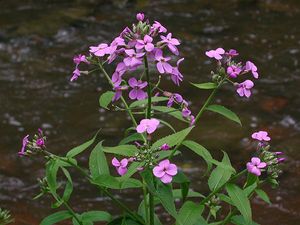 Hesperis matronalis (Dame's Rocket)