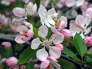 Malus angustifolia (Wild Crabapple)