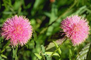 Mimosa microphylla (Sensitive Briar)