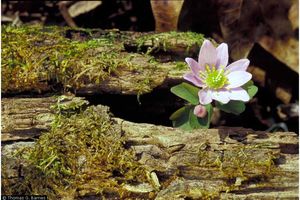 Thalictrum thalictroides (Rue Anemone)