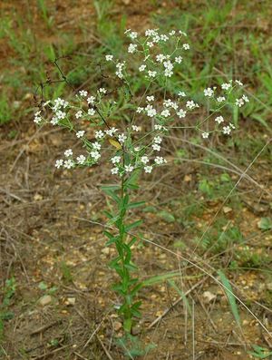 Euphorbia corolatta (Flowering Spurge)