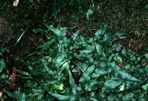 Asplenium rhizophyllum (Walking Fern)