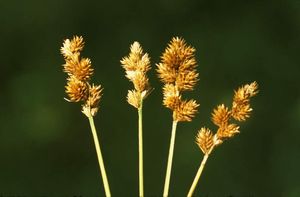 Carex bebbi (Bebb's Sedge)