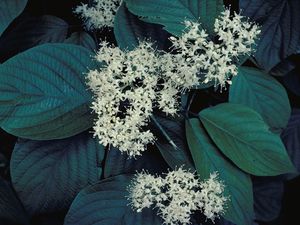 Cornus sericea (Redosier Dogwood)