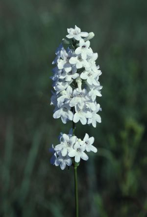 Penstemon tubaeflorus (Prairie Beard Tongue)