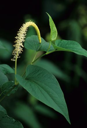 Saururus cernuus (Lizard's Tail)