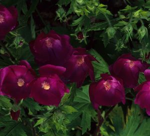 Callirhoe involucrata (Purple Poppy Mallow)