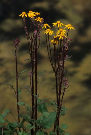 Packera aureus (Golden Ragwort)