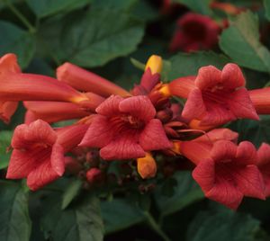 Campsis radicans (Trumpet Creeper)