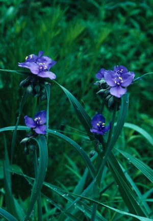 Tradescantia ohiensis (Ohio Spiderwort)